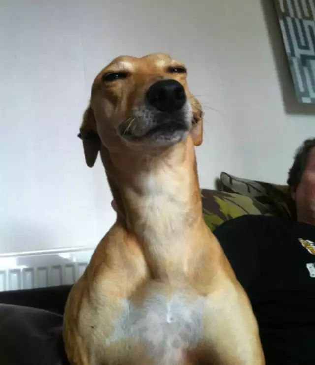 感受一下汪星人们那贱贱的笑容