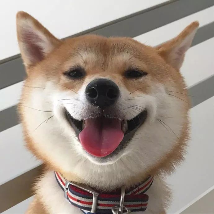 岛国小柴haru的微笑,它一直这么开心,像永远生活在礼拜五的下午