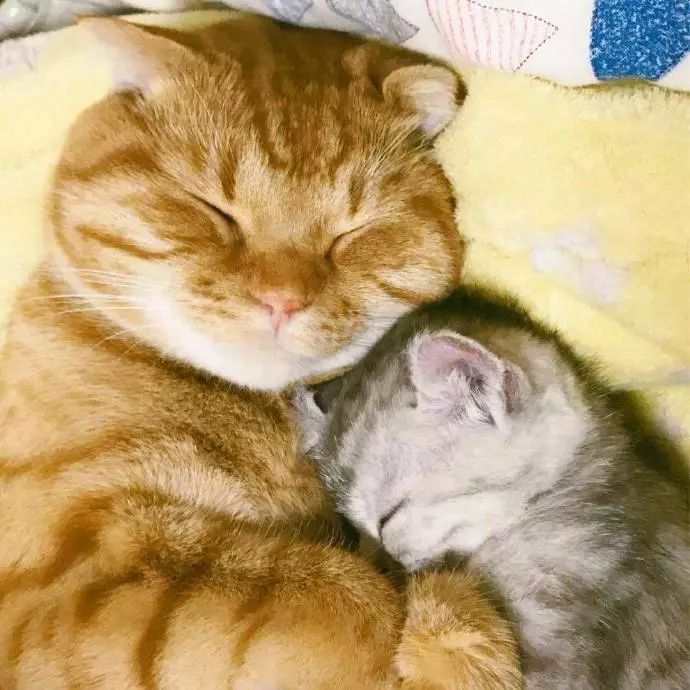 橘猫抱着小猫咪睡着,这是亲生的吗?颜色不对啊!