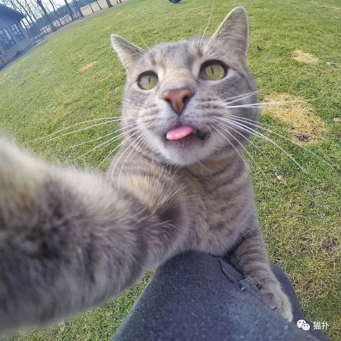 【萌宠】酷爱自拍的喵,日常更新朋友圈啊