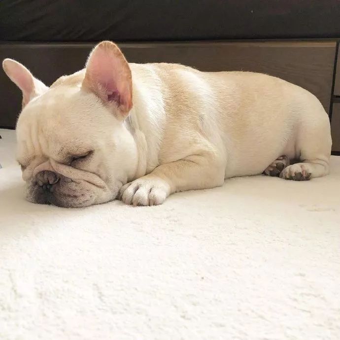 一直在睡的小buu像猪猪崽!是你的每一天了吧!