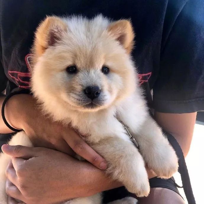 一只没长皱纹的松狮宝宝.可这真不是立耳的金毛宝宝?