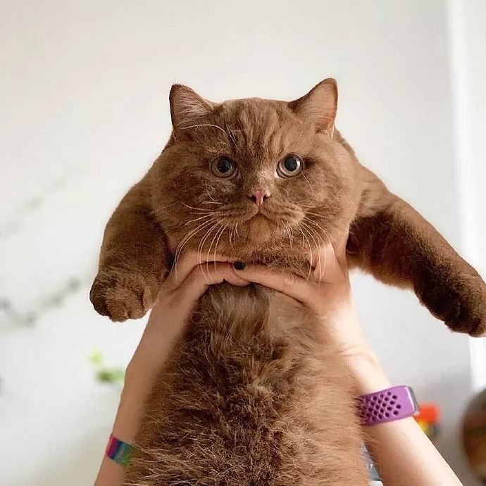 毛茸茸的巧克力猫咪!我居然看饿了!爱上了!