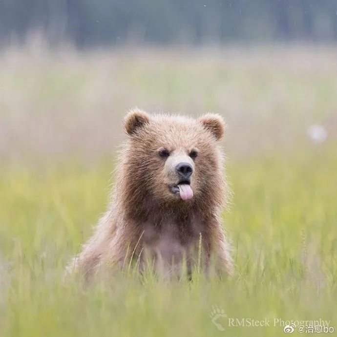 这棕熊宝宝太可爱了吧童话故事里才有的吧