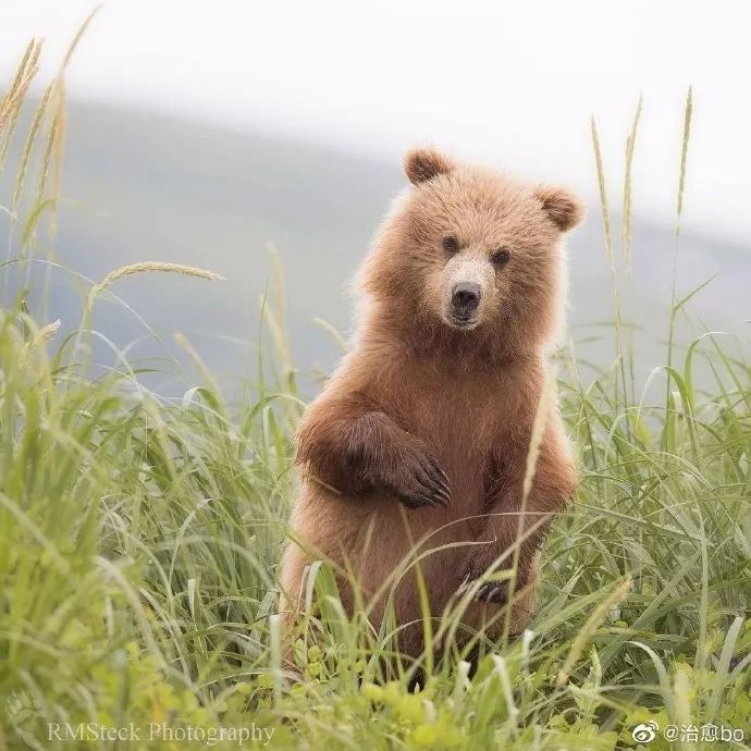 这棕熊宝宝太可爱了吧童话故事里才有的吧