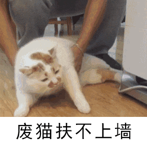 确认过眼神,这是一只想成为网红的猫(内有福利)