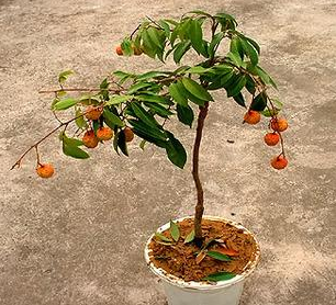 一骑红尘妃子笑可能荔枝已蔫了