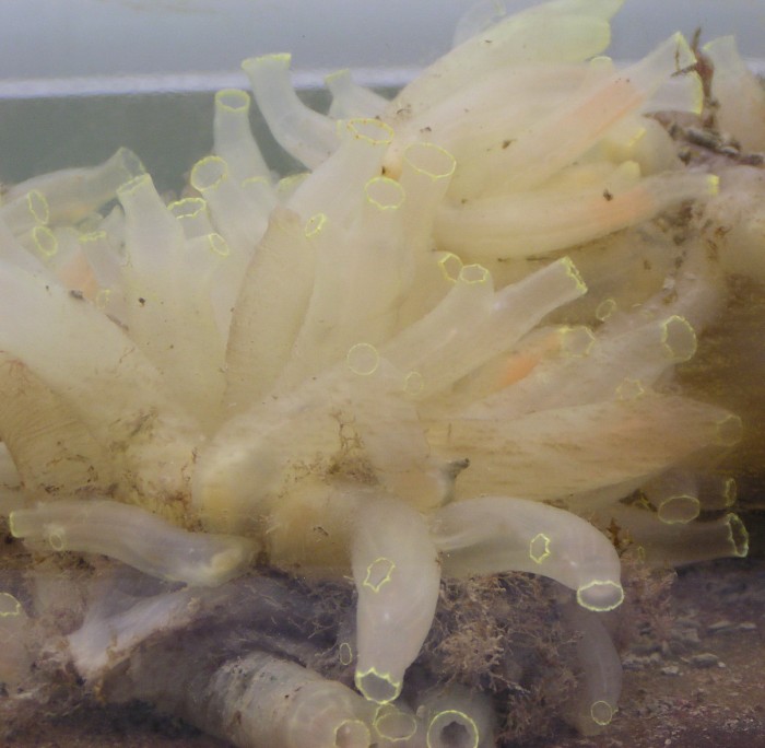 缅因州海岸出现大量海鞘虽无害但也令人头疼