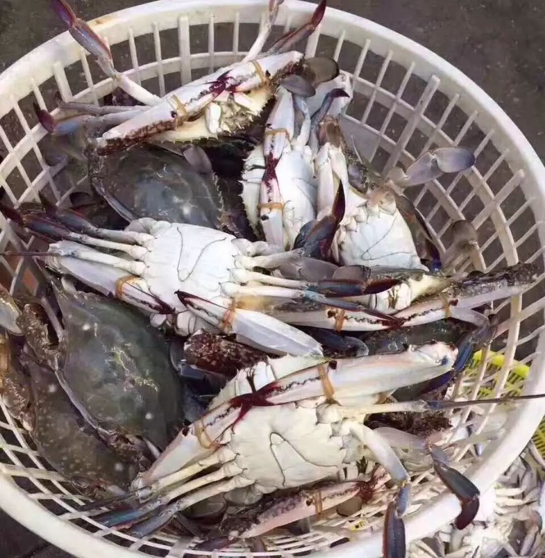 舟山梭子蟹"头水货"码头直达!吃到的有福了