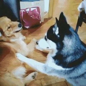 快手吃播 月月小仙女 吃只小狗 狗狗这么可爱怎