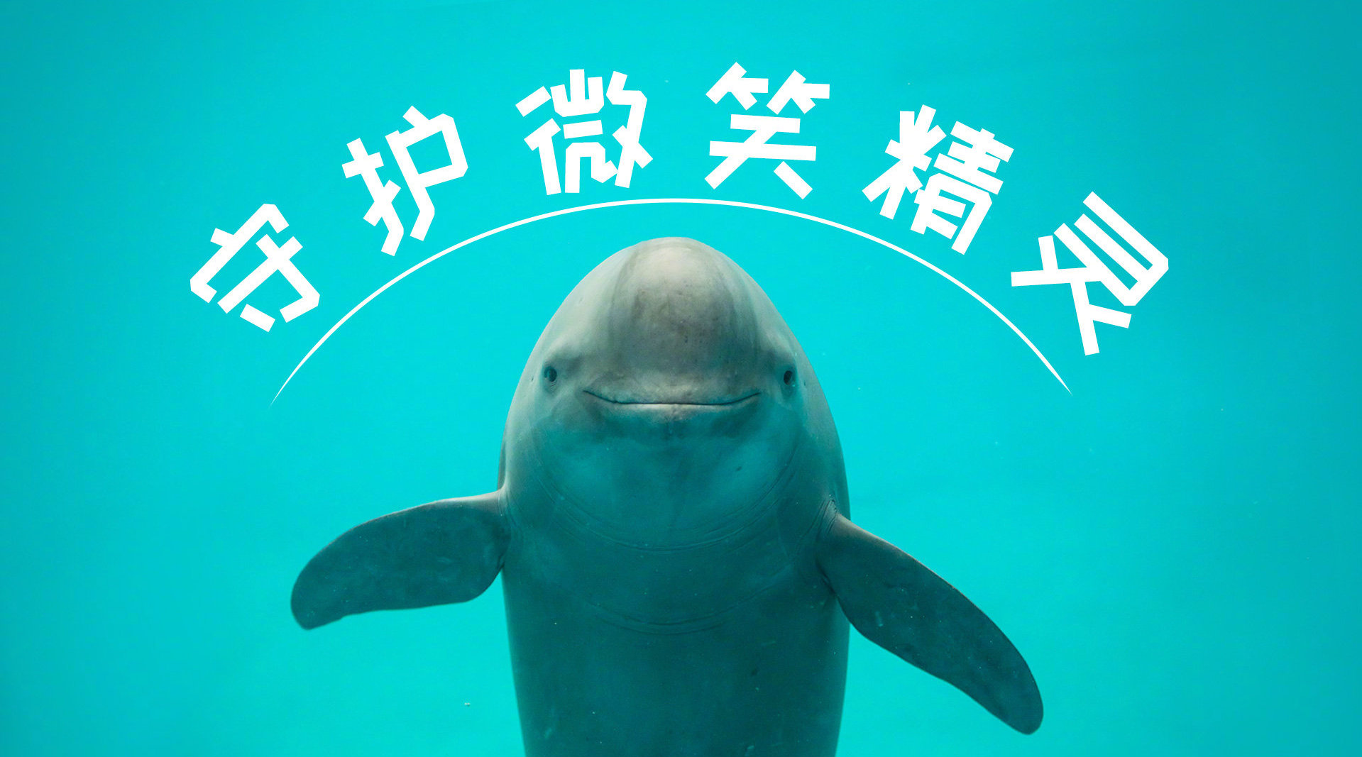 你愿意为它们转发,留住"微笑精灵"吗