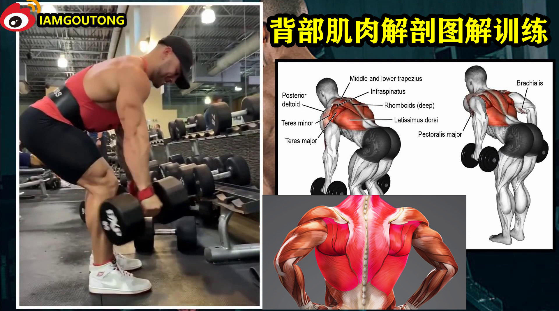 背部(肌肉解剖)图解训练动作合集_手机新浪网