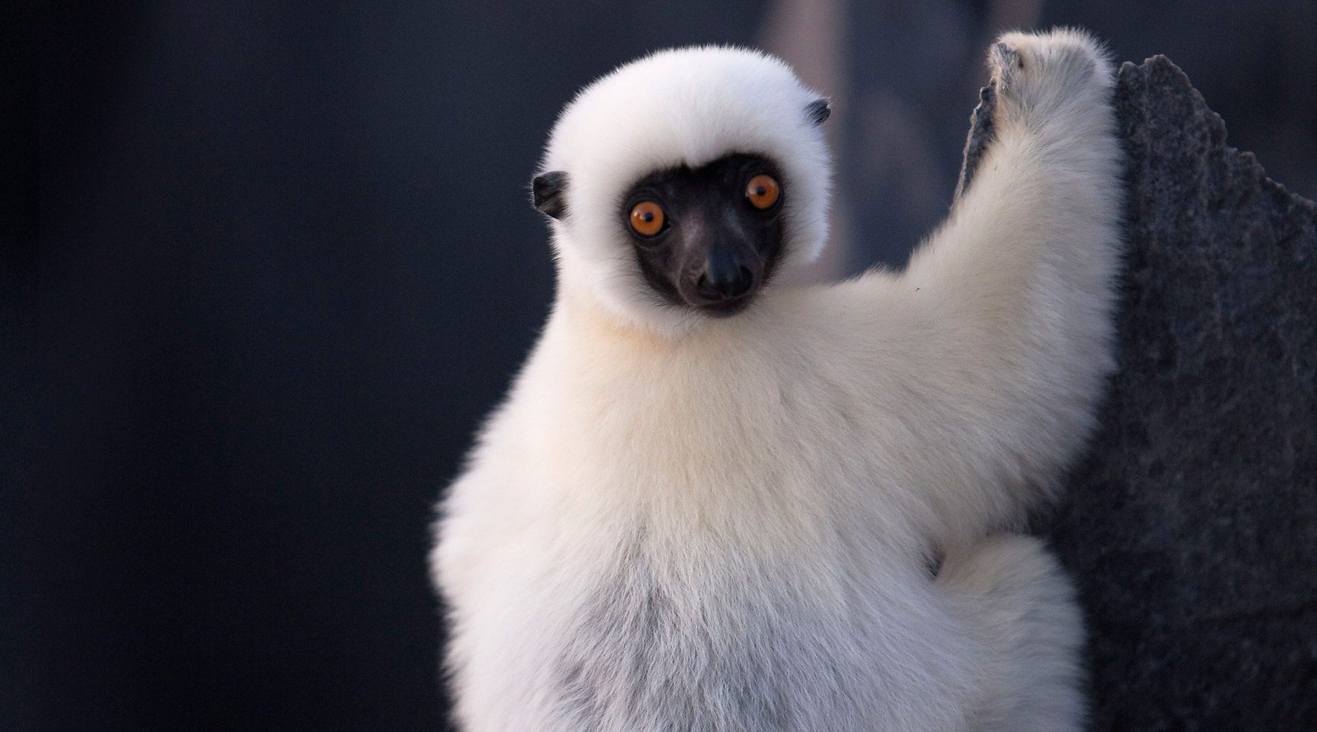 【2020新片连载】【①马达加斯加】【纪录片.bbc.地球热带岛屿.ea