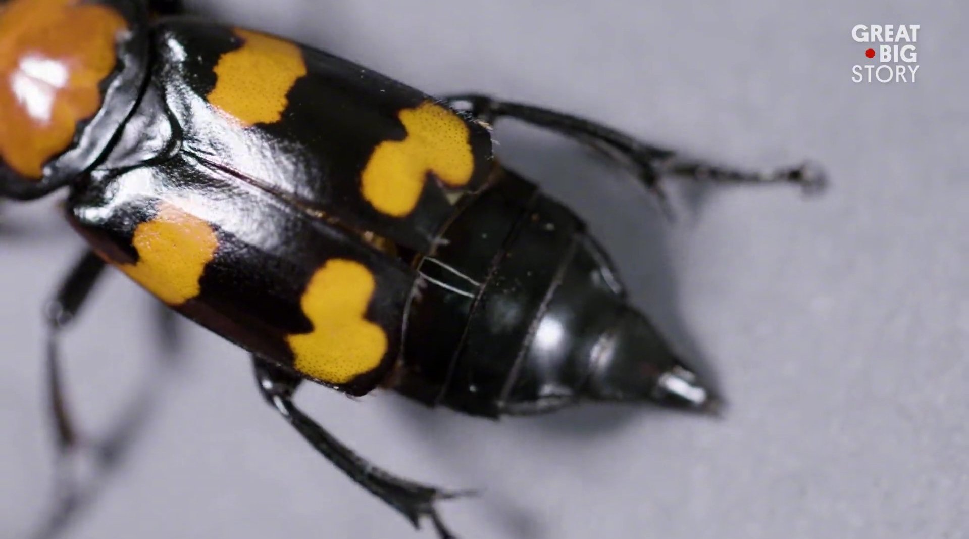 危机边缘 美洲埋葬虫