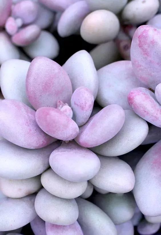 斯诺|玉露|石生花_新浪新闻