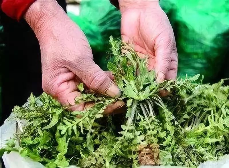 北京各公园突现掐尖儿大军保安直言不敢管