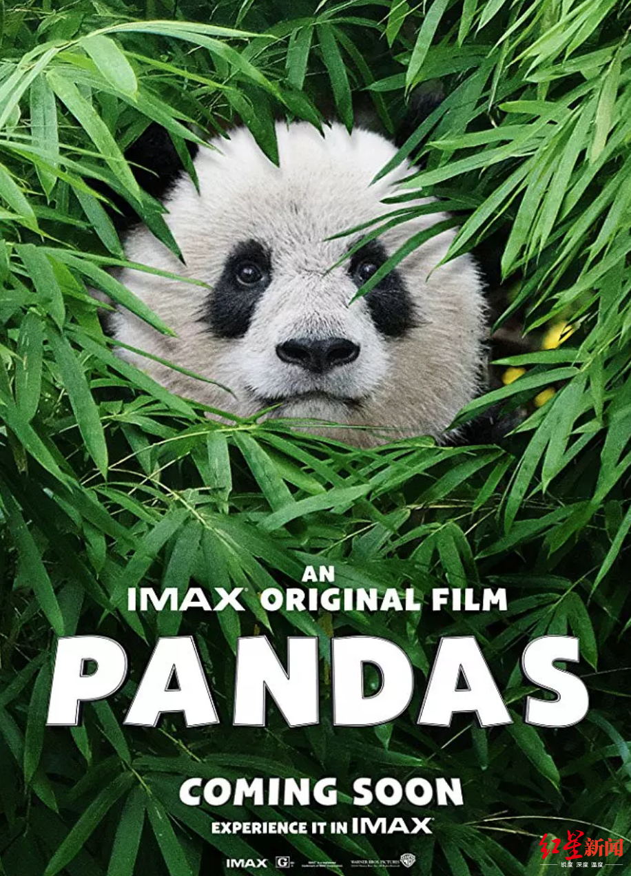 李冰冰配音 全球首部熊猫野化纪录电影《pandas》来了