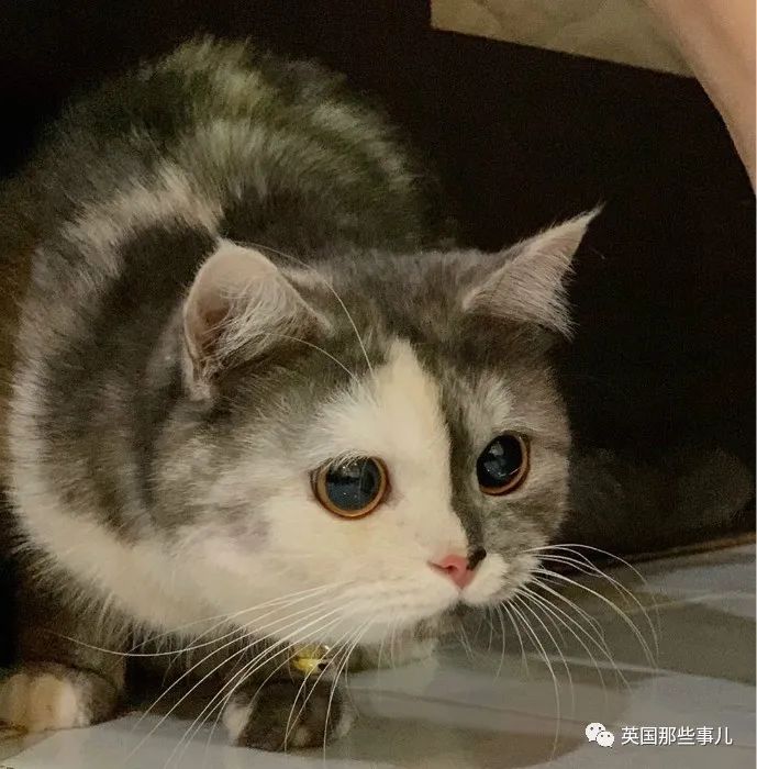 阴阳脸猫!半灰半白的小肉脸超萌,喵果然怎样都可爱