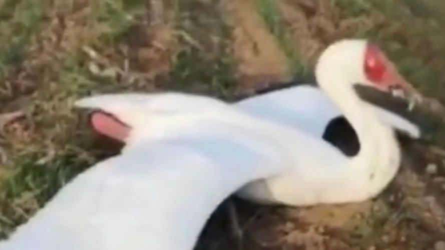 黄河三角洲国家级自然保护区鸟禽中毒倒地。    视频截图
