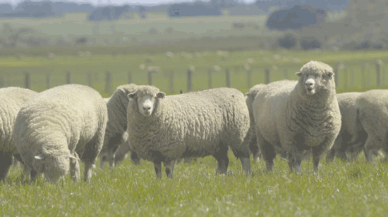 羊毛来自澳大利亚,小时候地理课本就有介绍,澳大利亚是被誉为是骑在羊