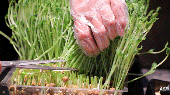 现吃现剪,创意满分保留豆苗鲜嫩口感/ 茴香小油条 /刚炸出来蓬松酥脆