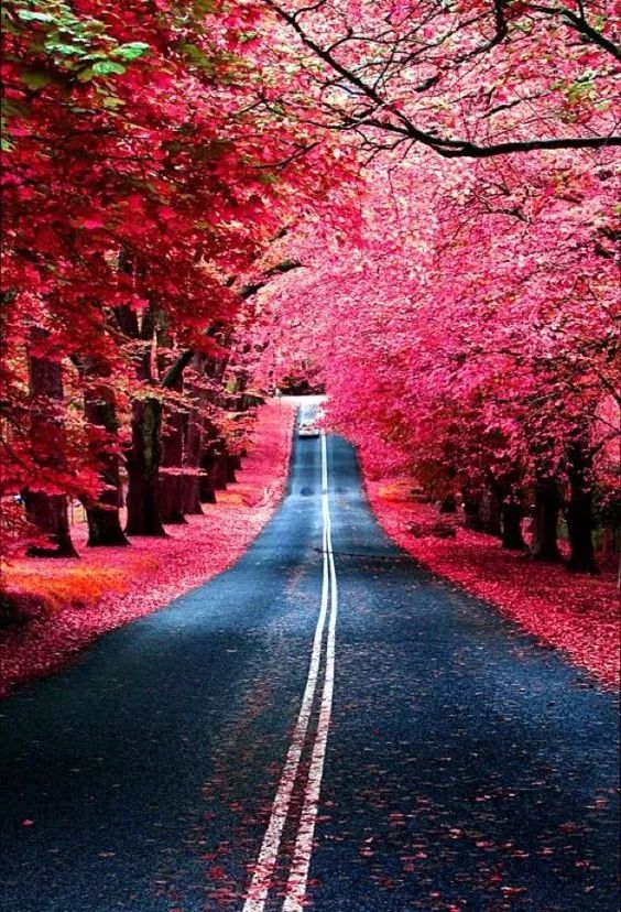 这才是花路,美到窒息!