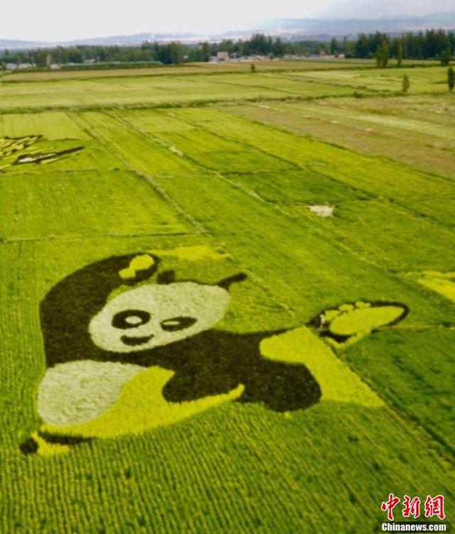 新疆伊犁察布查尔县稻田画靓如水彩