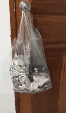 猫犯错被罚吊在塑料袋里它的表情感觉下一秒就要打人了