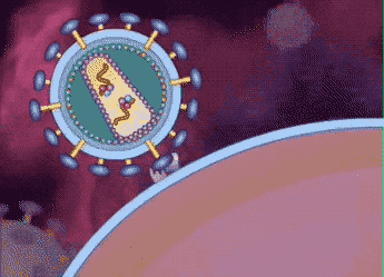 艾滋病攻克有望,疫苗验证有效|艾滋病|病毒|疗法_新浪新闻