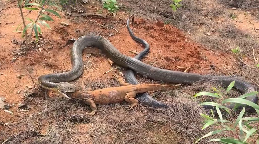 眼镜王蛇吞食大蜥蜴.