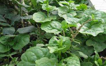 常吃潺菜,还有滑肠排毒,清热祛火,利尿通便等作用