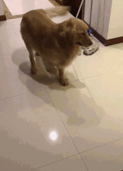 撸猫|狗狗|金毛_新浪新闻