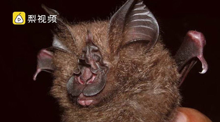 新冠病毒与菊头蝠冠状病毒有关联