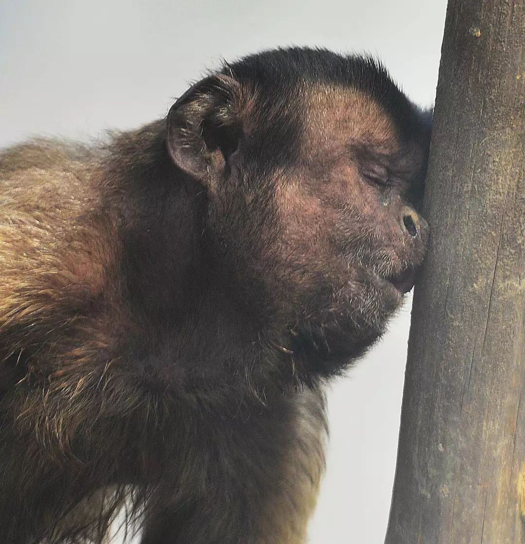 天津动物园"人脸猴"爆红,网友:它也是90后吗?