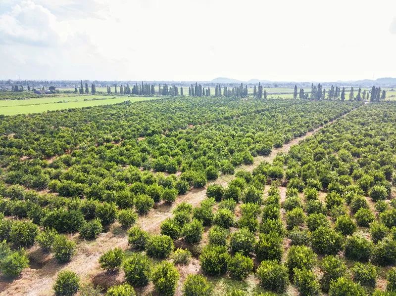 丽宫小青柑火热招商中丨新会柑与云南普洱的美妙碰撞,等你来品尝!