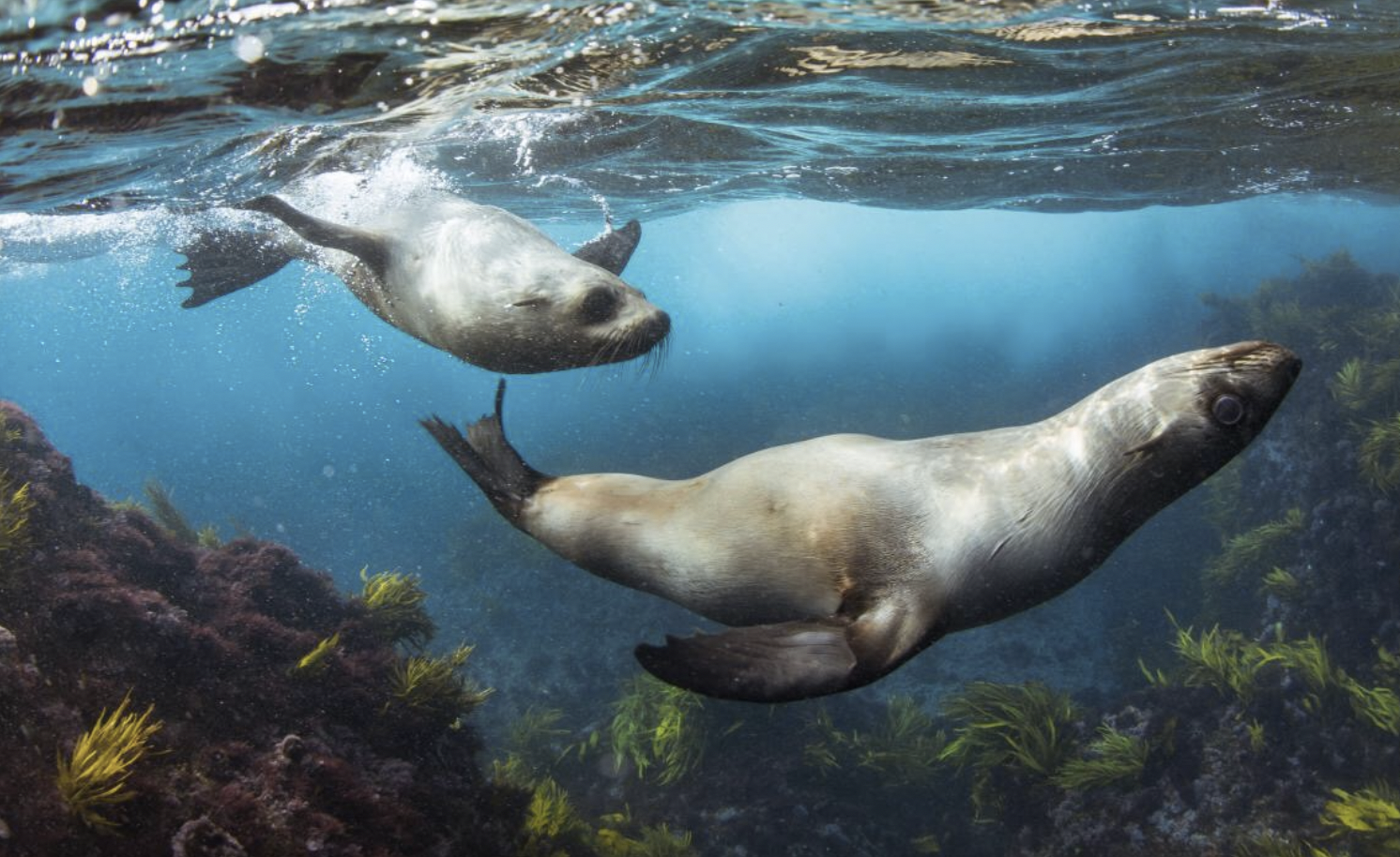 首部分账纪录片《世上最蓝的海》 全4k画质聚焦海洋生物天堂大堡礁