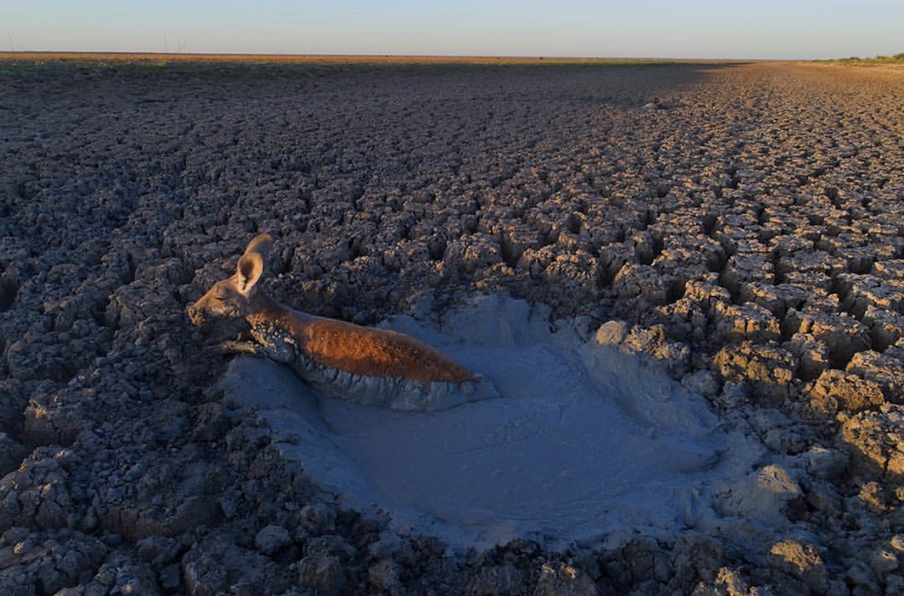 【影集】摄影师没救陷在泥里的袋鼠而被骂,全球最火的照片是个鸡蛋