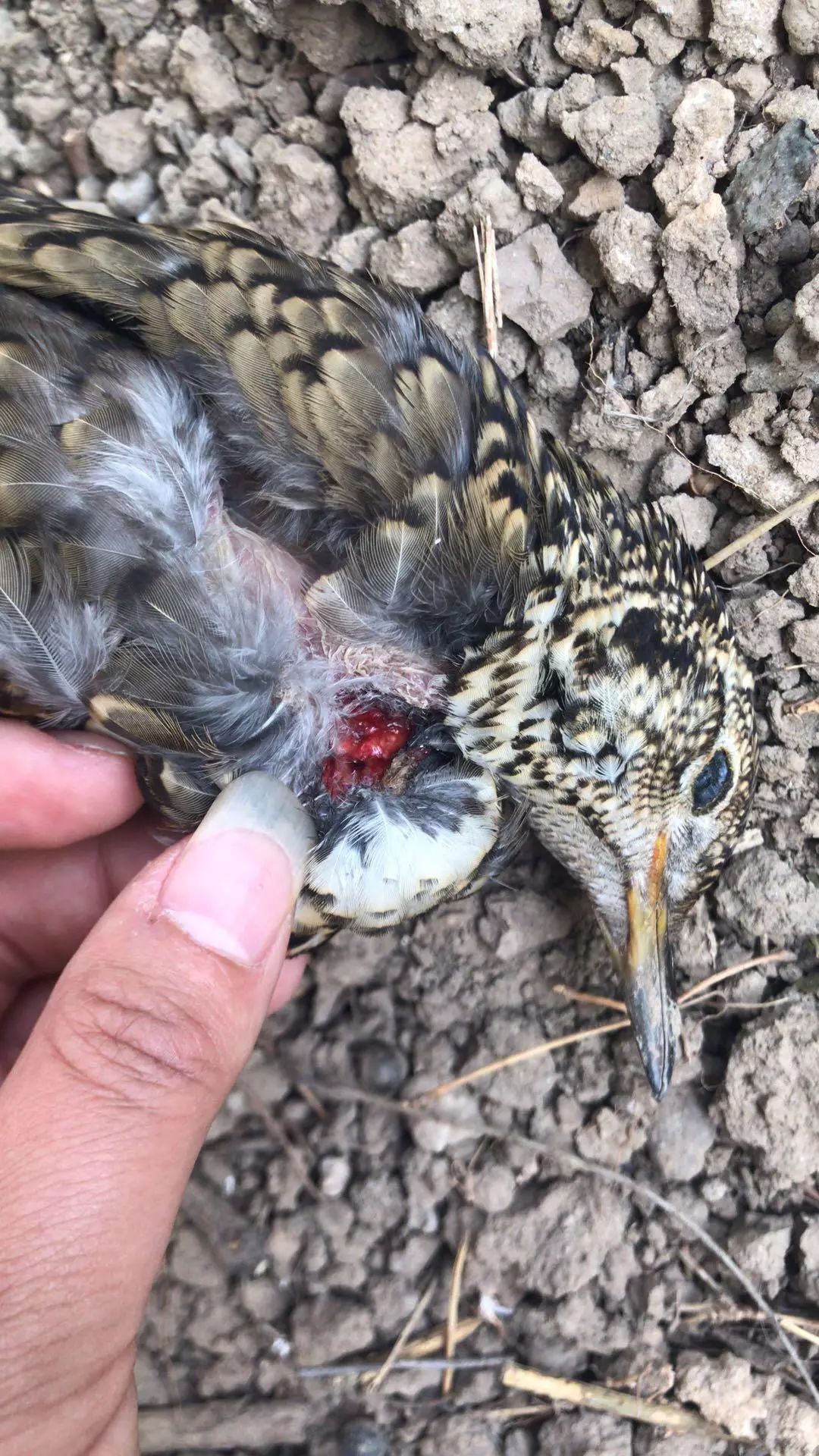 亦庄一小区,有人用气枪打死野生鸟,发生几次了