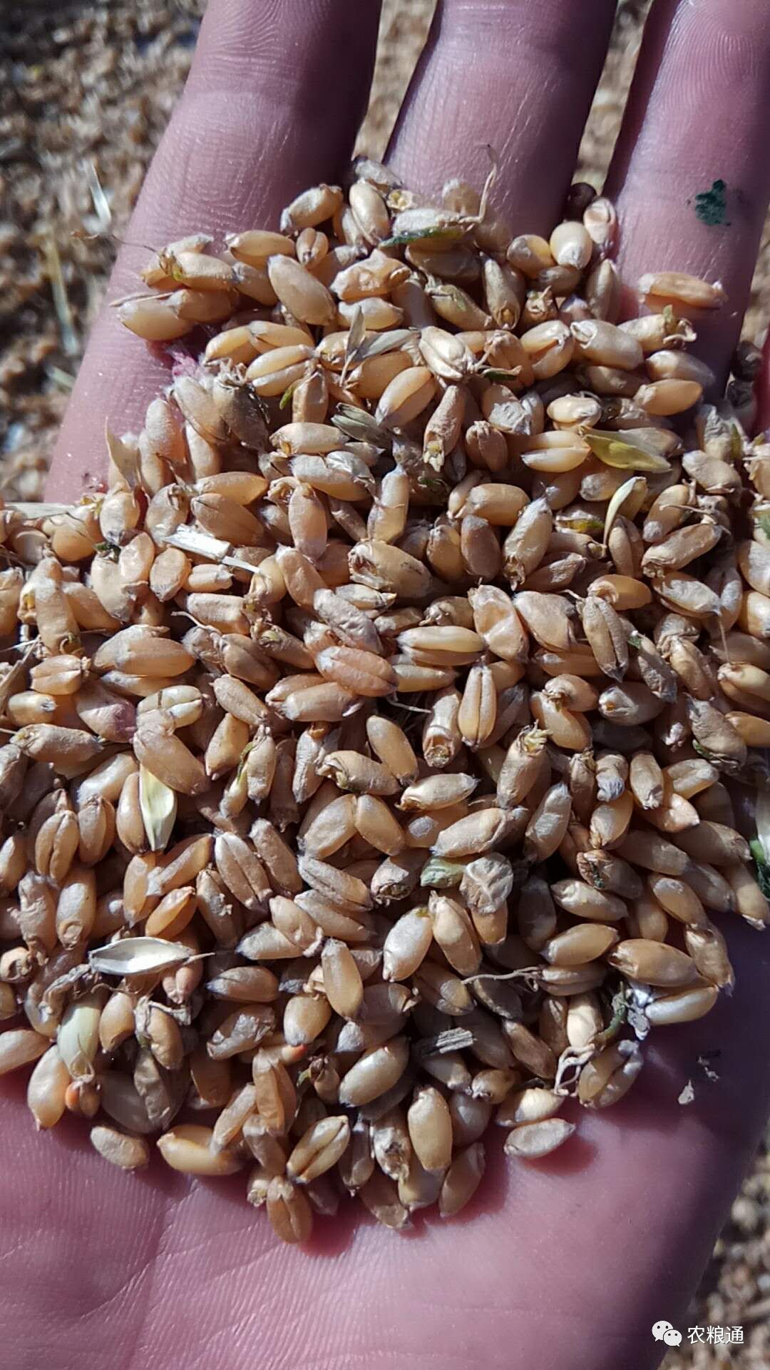 湖北地区新麦质量调查报告