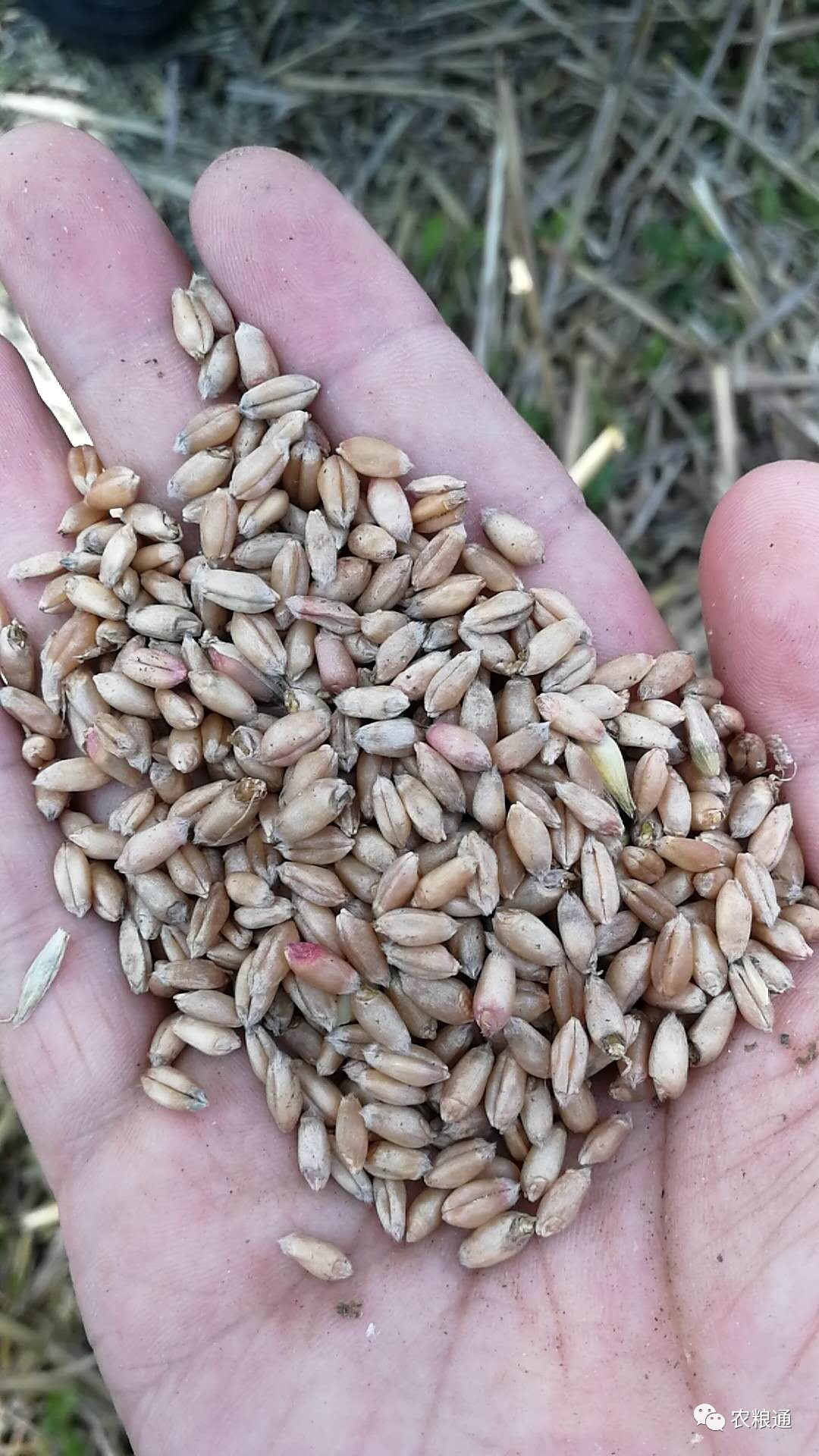 湖北地区新麦质量调查报告