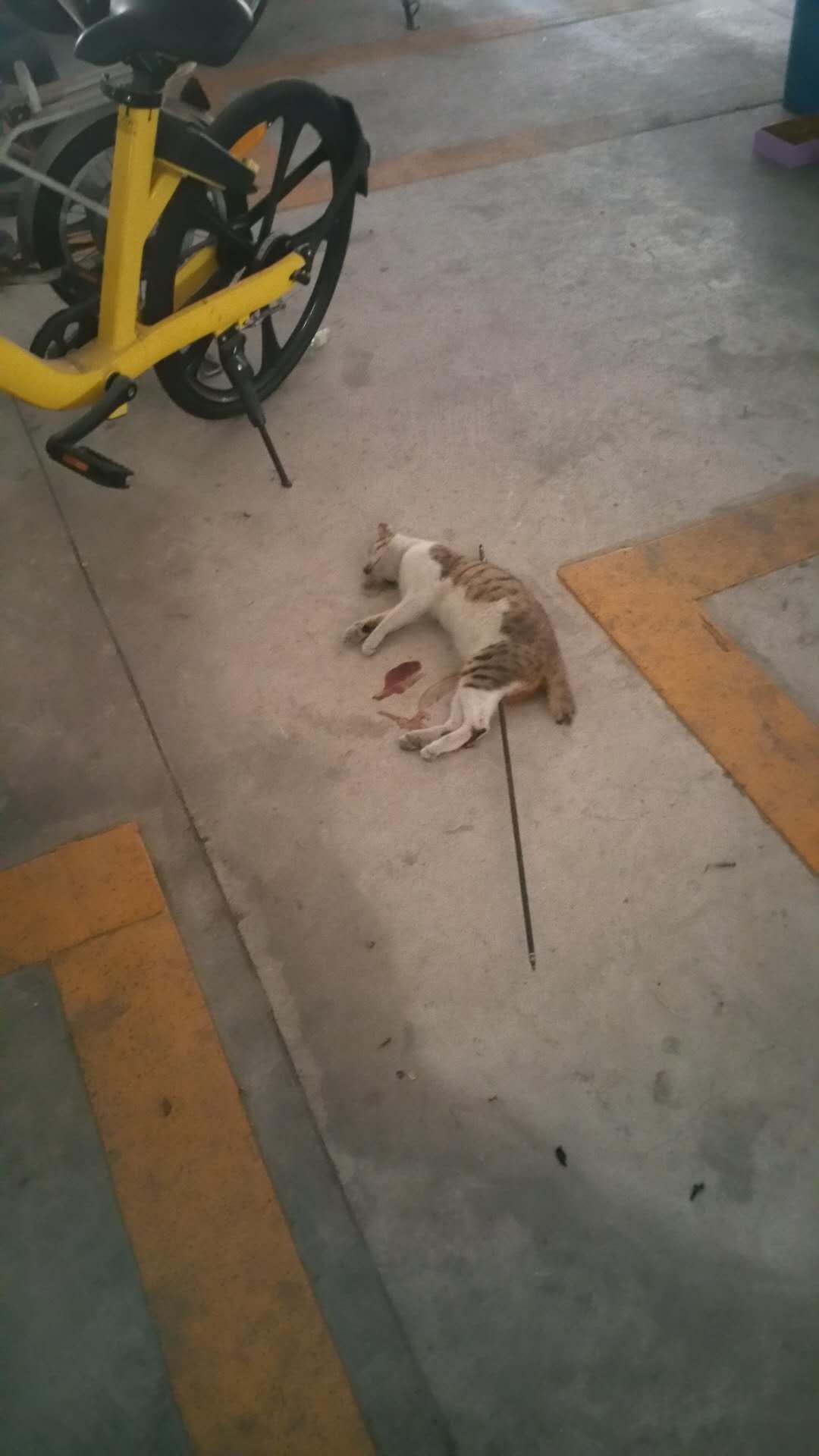 自上个月底到现在,理想明岸小区就陆续有流浪猫遭到毒手,但至今仍没有