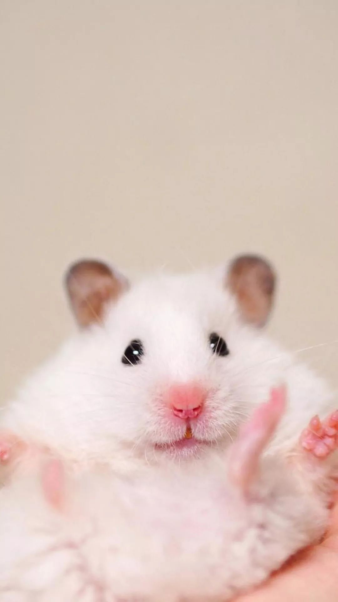 铃声壁纸鸭 | 这只这么可爱的仓鼠,你见过没?