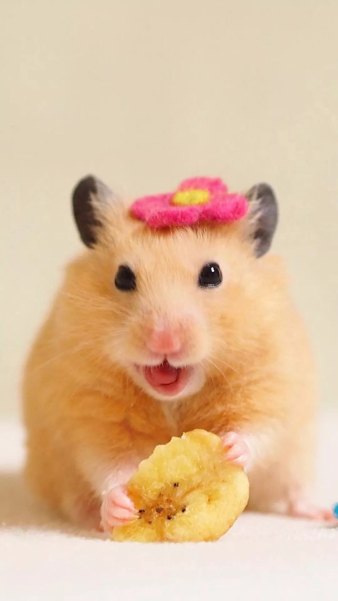 铃声壁纸鸭 | 这只这么可爱的仓鼠,你见过没?