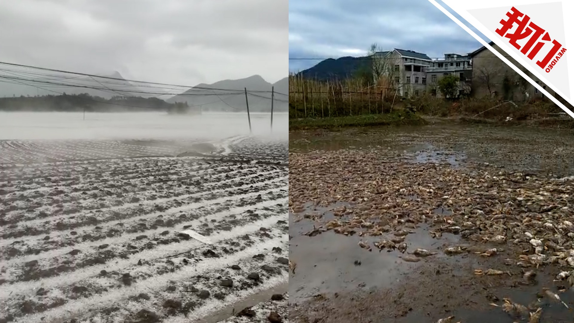 江西上饶突降冰雹残疾农户家近4000鸭子被砸死