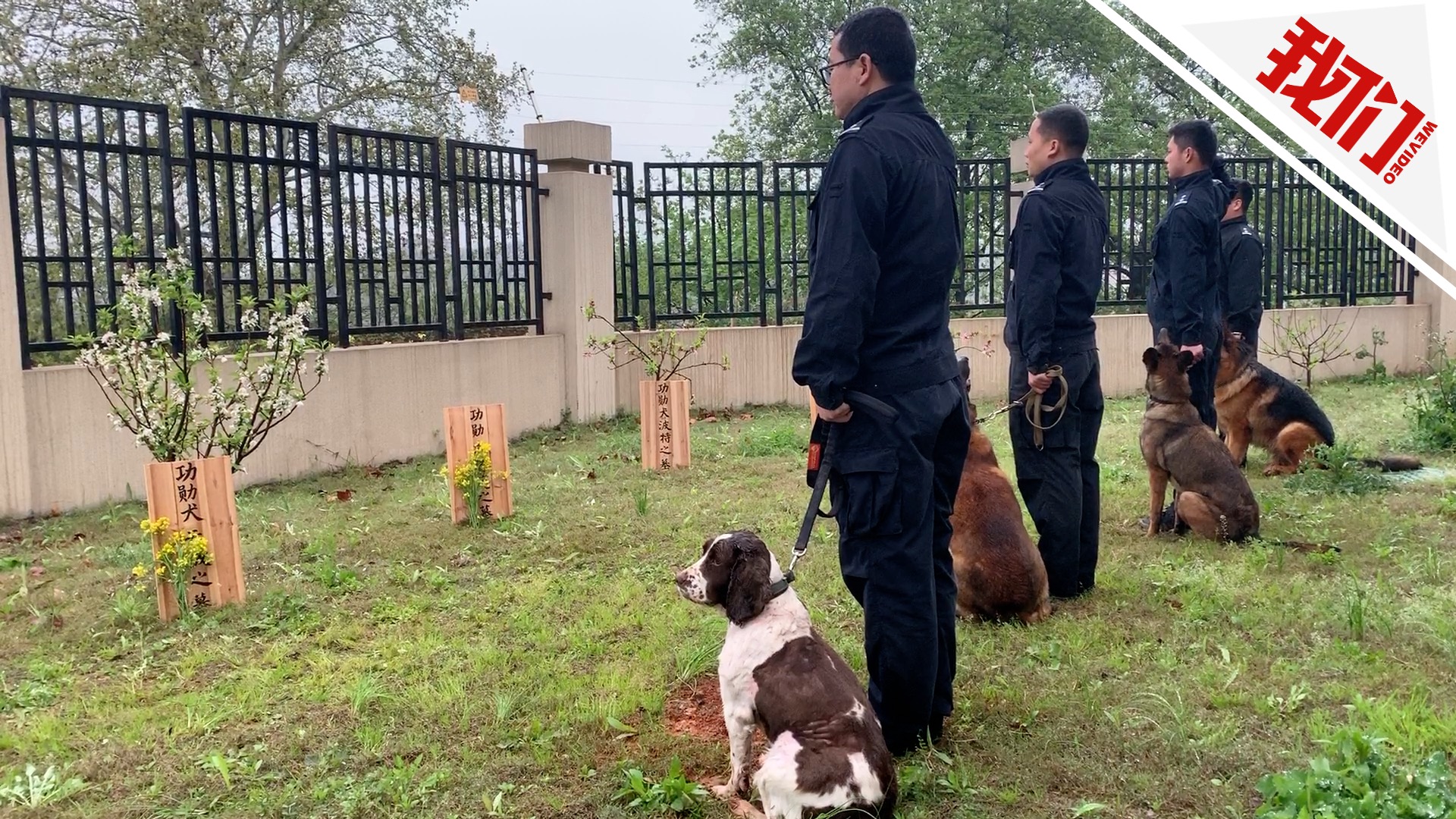 5只功勋犬长眠警犬墓园 继任警犬前来祭奠|警犬|墓园|功勋_新浪新闻