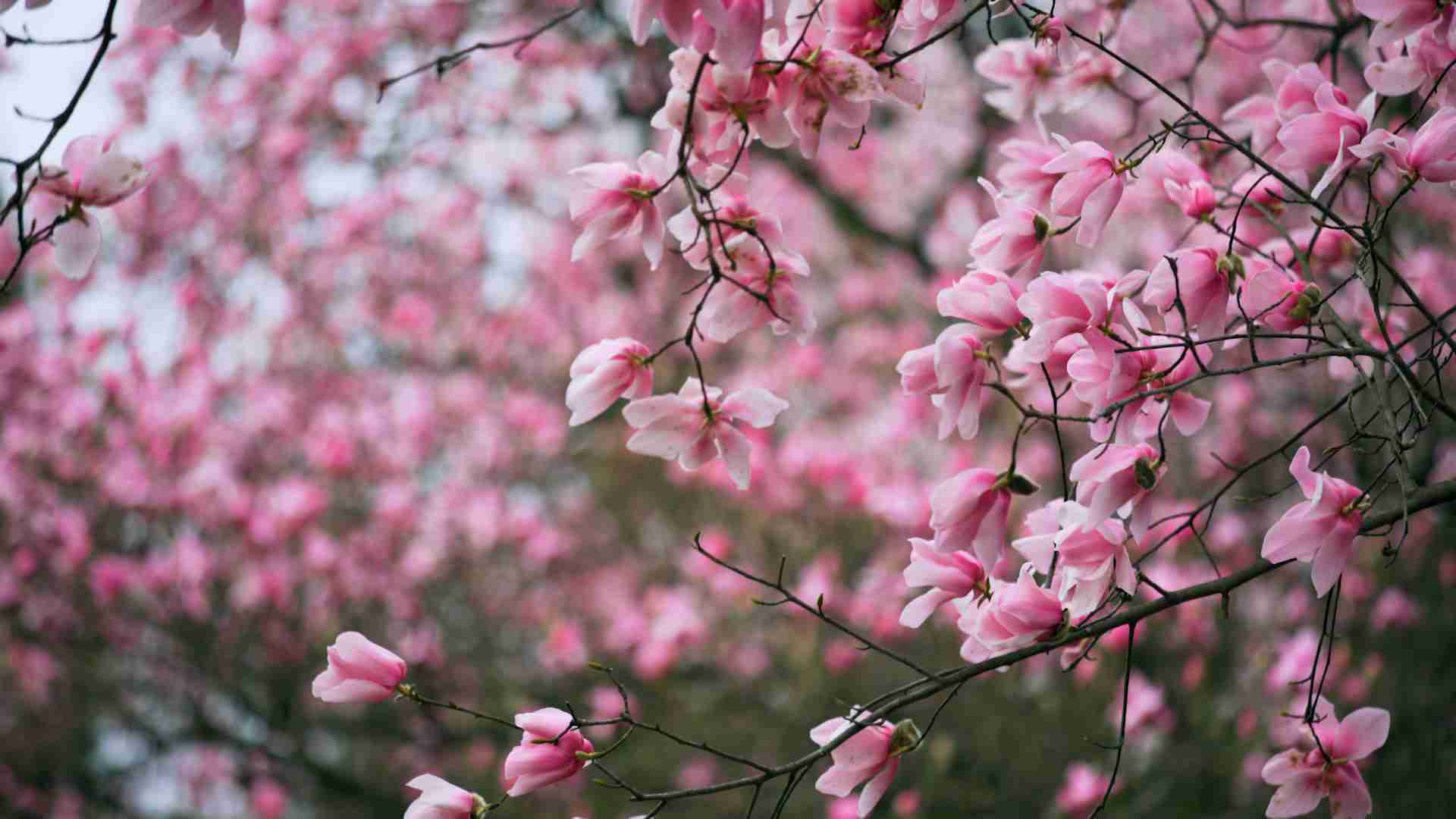 辛夷坞小说主角结局怎么样 致我们终将逝去的青春结局如何