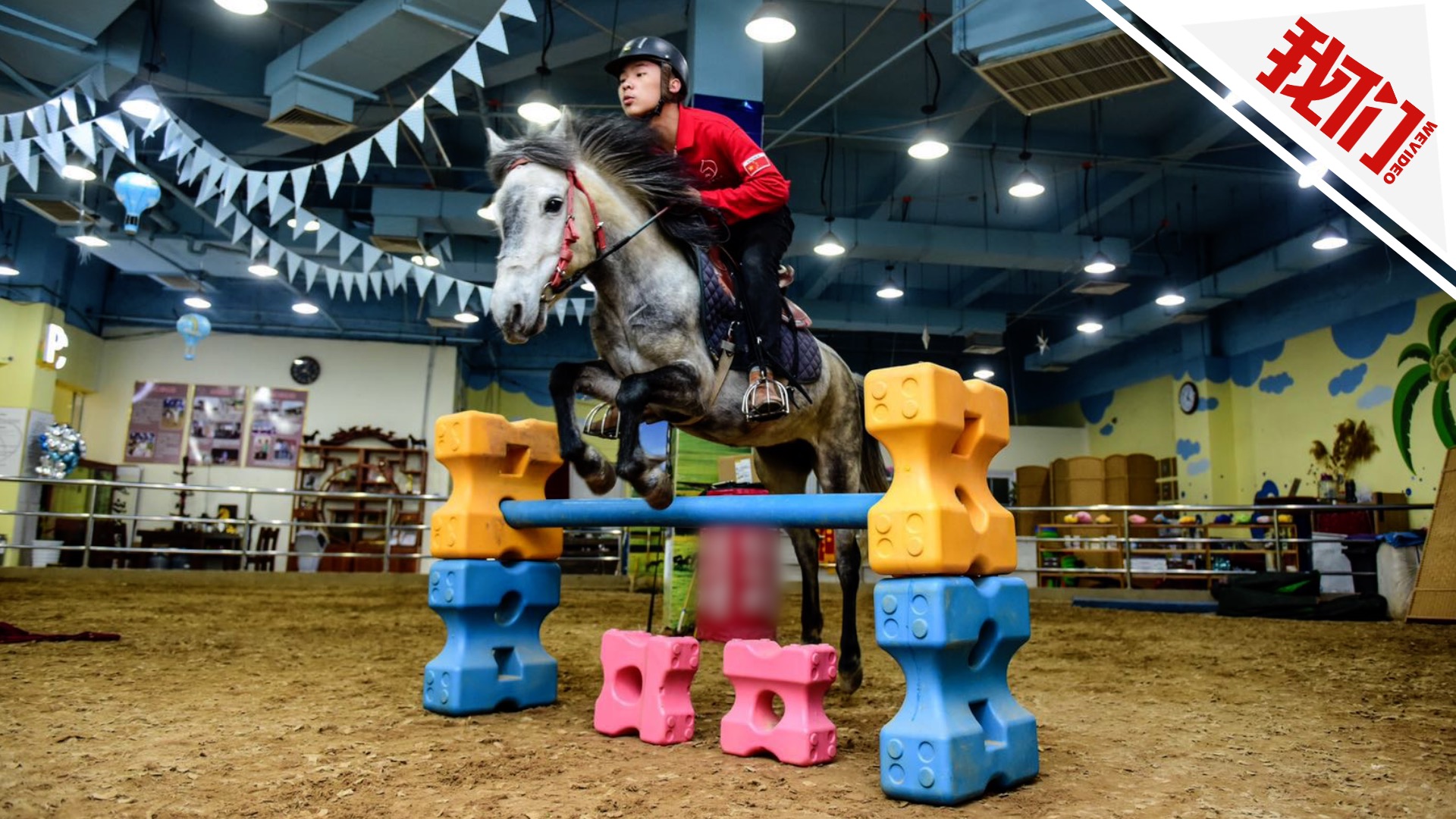 20岁退役马术运动员建室内马场:不能想象没有马的生活
