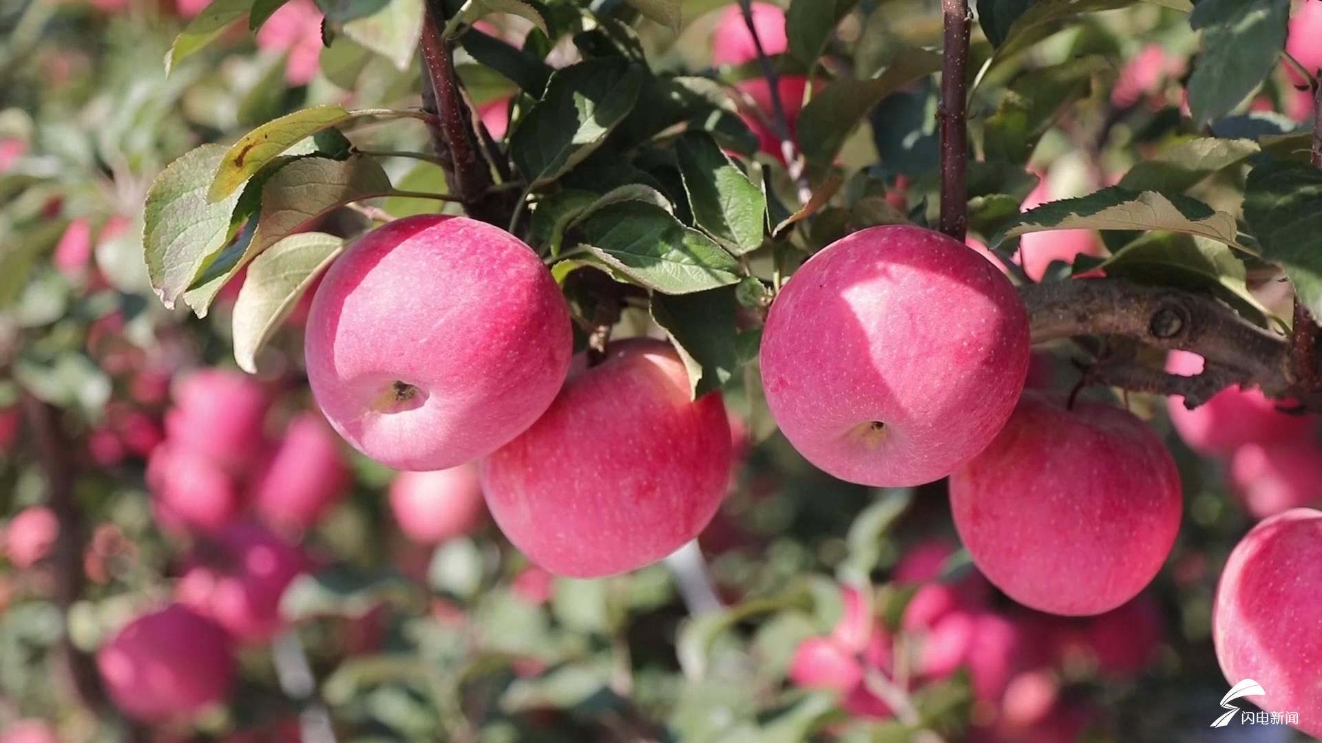 烟台苹果园红彤彤果子挂满枝头,招人喜爱