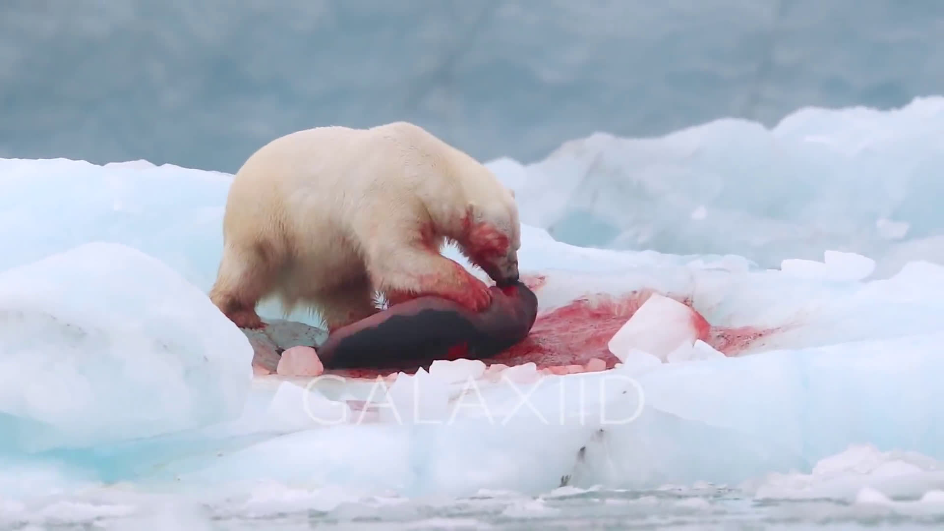 残酷北极熊在冰面上活吃海豹