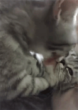 王思聪|差距|喷饭_新浪新闻